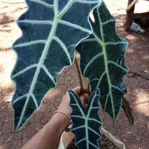 Tanaman hias keladi amazon