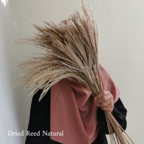 dried flower reed natural