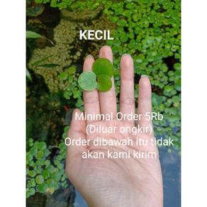 amazon frogbit tanaman hias penyerap amoniak tumbuhan air mengambang - kecil