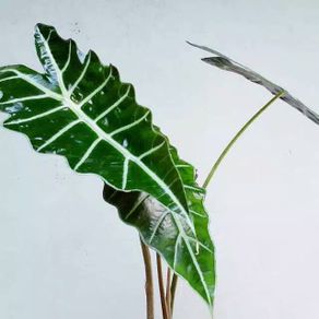 tanaman hias keladi amazon alocasia tengkorak