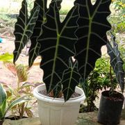 tanaman hias alokasia amazon/keladi amazon/bunga caladium amazon k