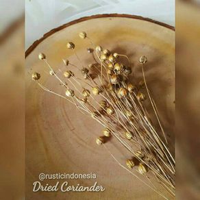 50 butir Dried coriander / lino coklat natural