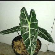 tanaman hias keladi amazon - alocasia - caladium